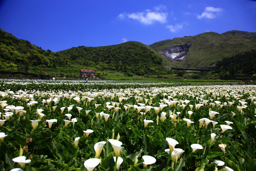 陽明山國家公園 Yangmingshan National Park 台北包車旅遊