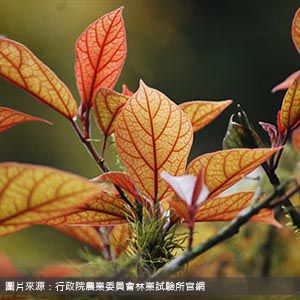 福山植物園 Fushan Botanical Garden 宜蘭包車旅遊