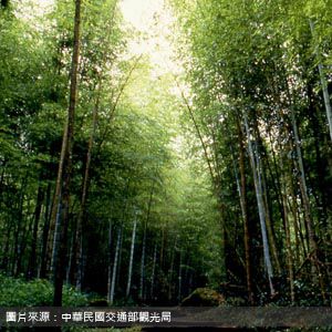 溪頭自然教育園區 Xitou Nature Education Area 南投包車旅遊