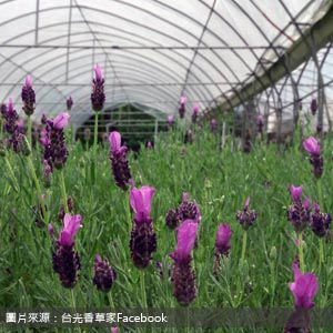 台光香草園 tkherbfarm 南投包車旅遊