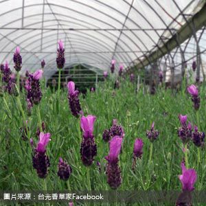 台光香草園 tkherbfarm 南投包車旅遊