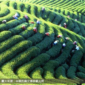 鹿谷鄉農會茶業推廣中心 Lugu Tea Culture 南投包車旅遊