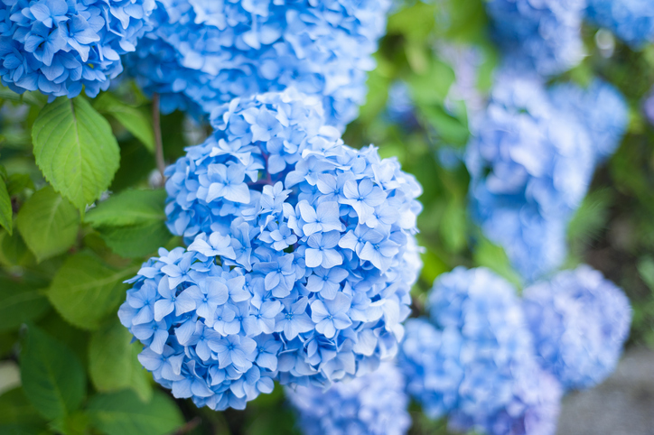 陽明山藍色繡球花