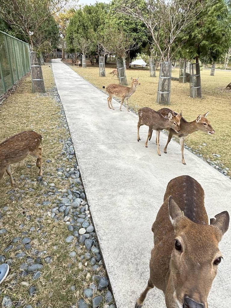 Taitung Forest Park Taitung Chartertour - 夢玩家包車旅遊- 台北包車旅遊台北旅遊台北旅遊包車, image size:768x1024