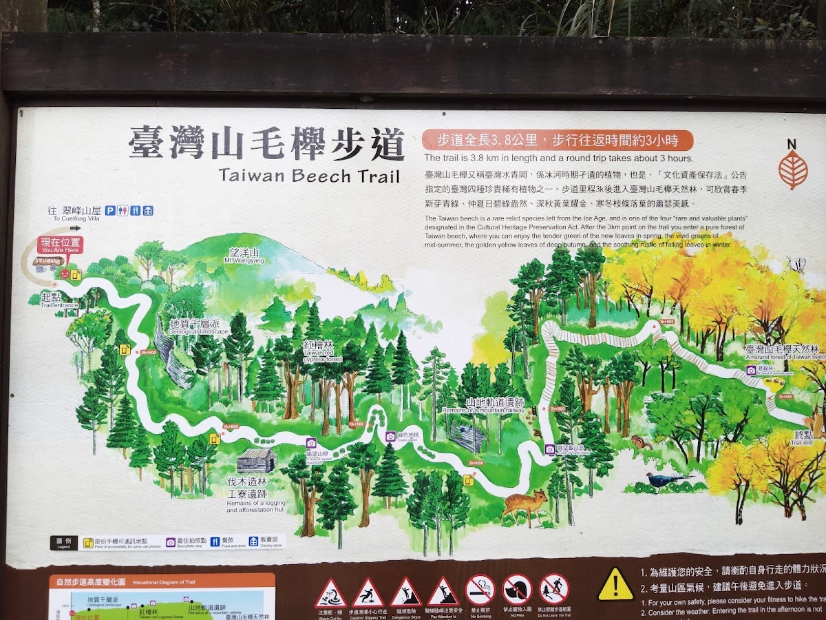台灣山毛櫸步道