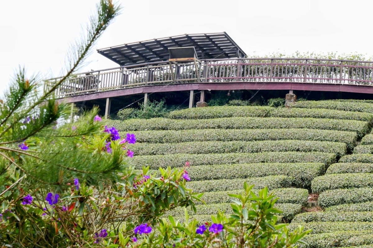 碧湖山觀光茶園