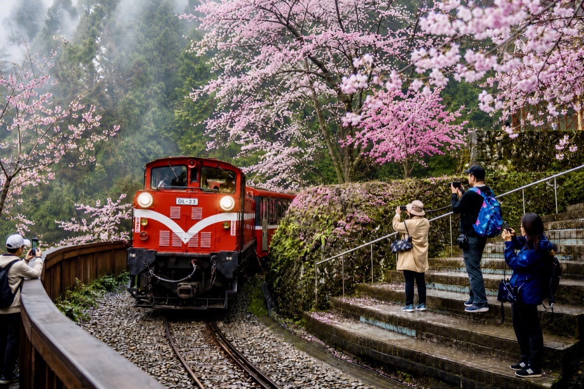 阿里山派出所櫻花鐵道