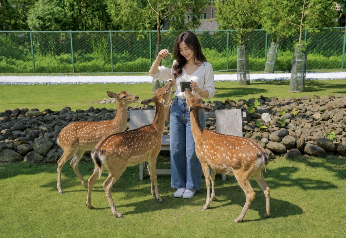 逐鹿傳說梅花鹿園