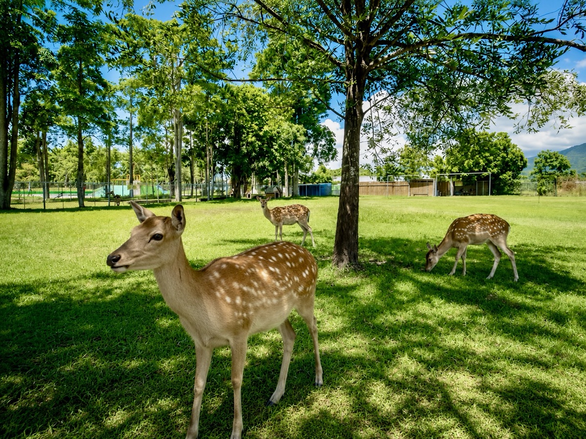 鹿野梅花鹿公園