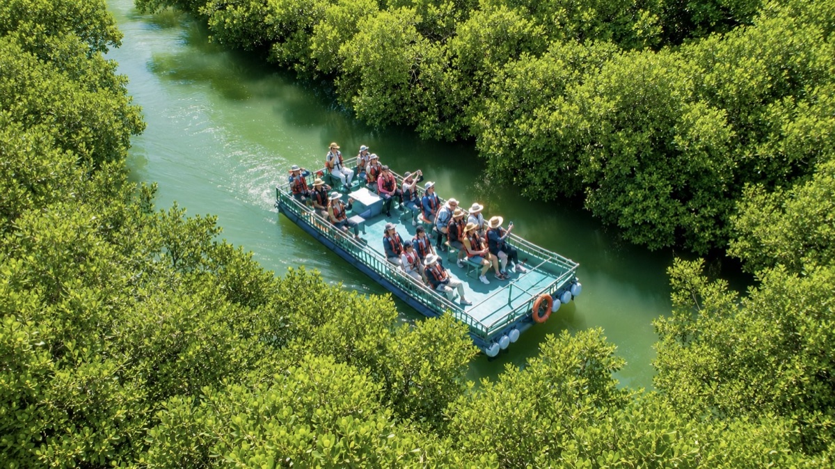 四草綠色隧道紅樹林水道