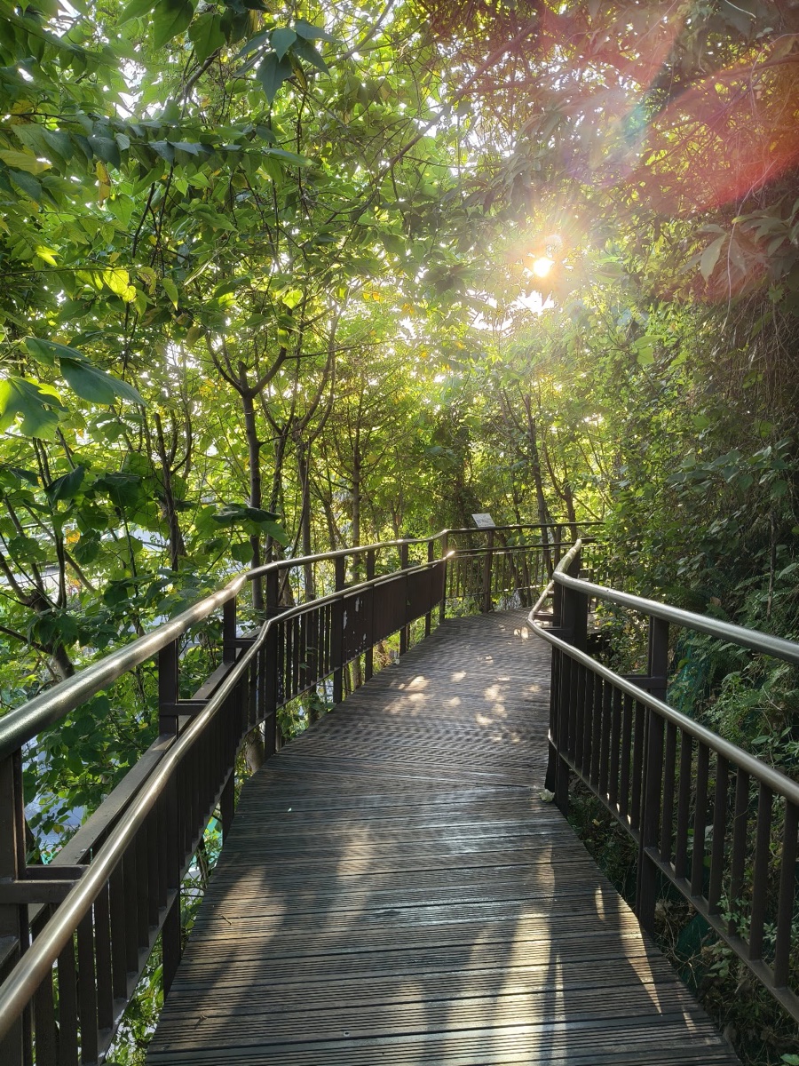 小觀音山木棧道(尋寶步道)