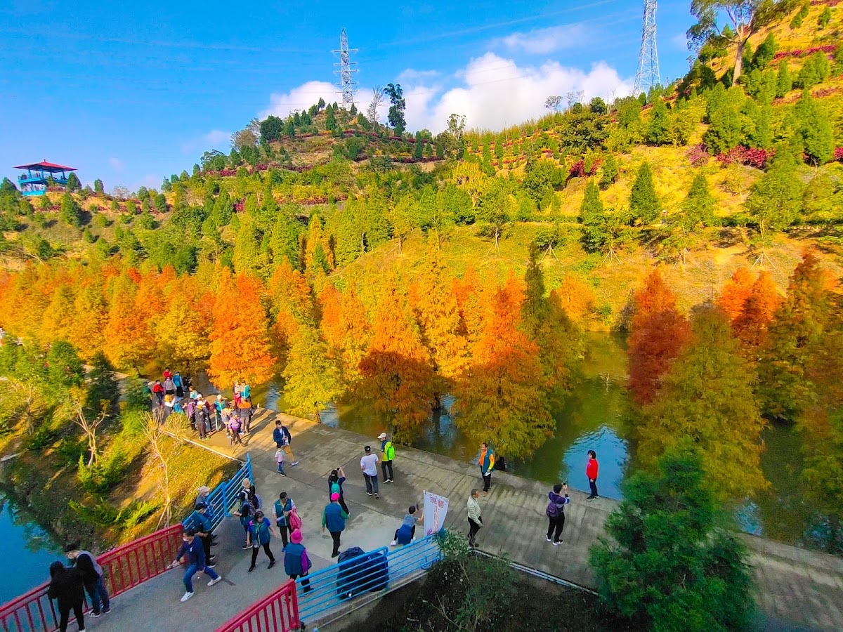 三灣落羽松莊園