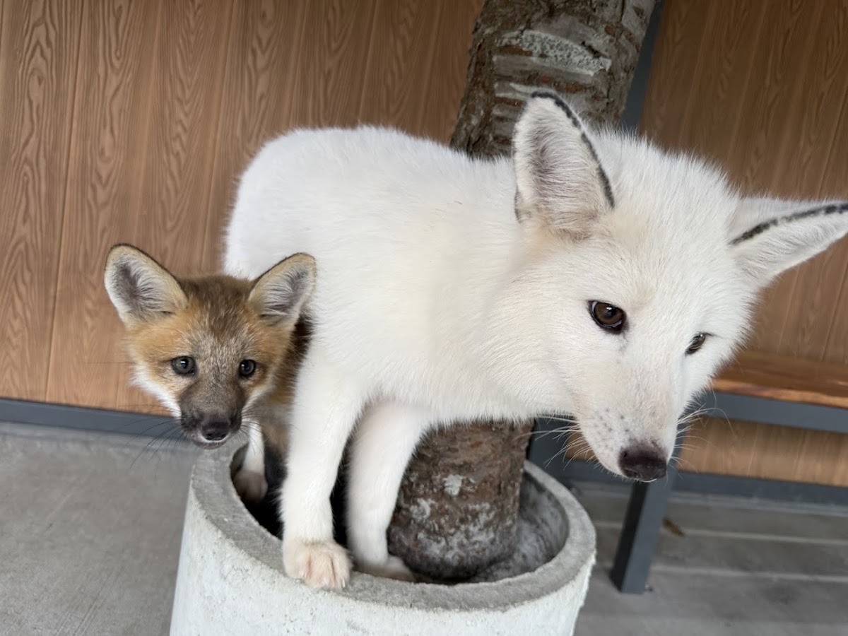 宜蘭狐狸村（九九峰動物樂園）